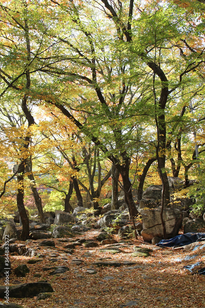 Naklejka premium Autumn view of colourful leaves in forest, South Korea