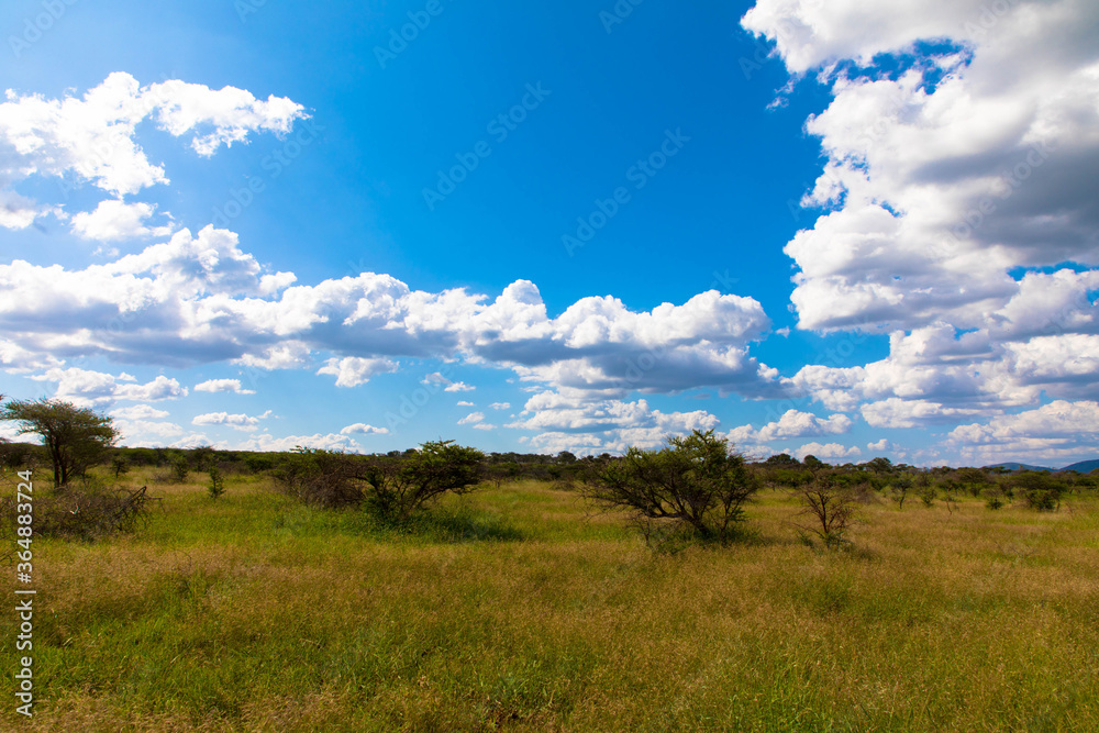 African landscape with cumulus clouds and blue sky in Kruger National Park, South Africa