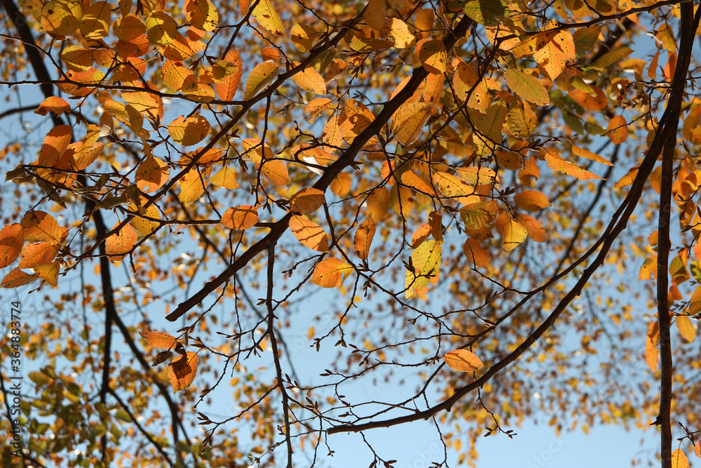 Colourful autumn leaves with blue sky, South Korea Colourful autumn leaves with blue sky, South Korea