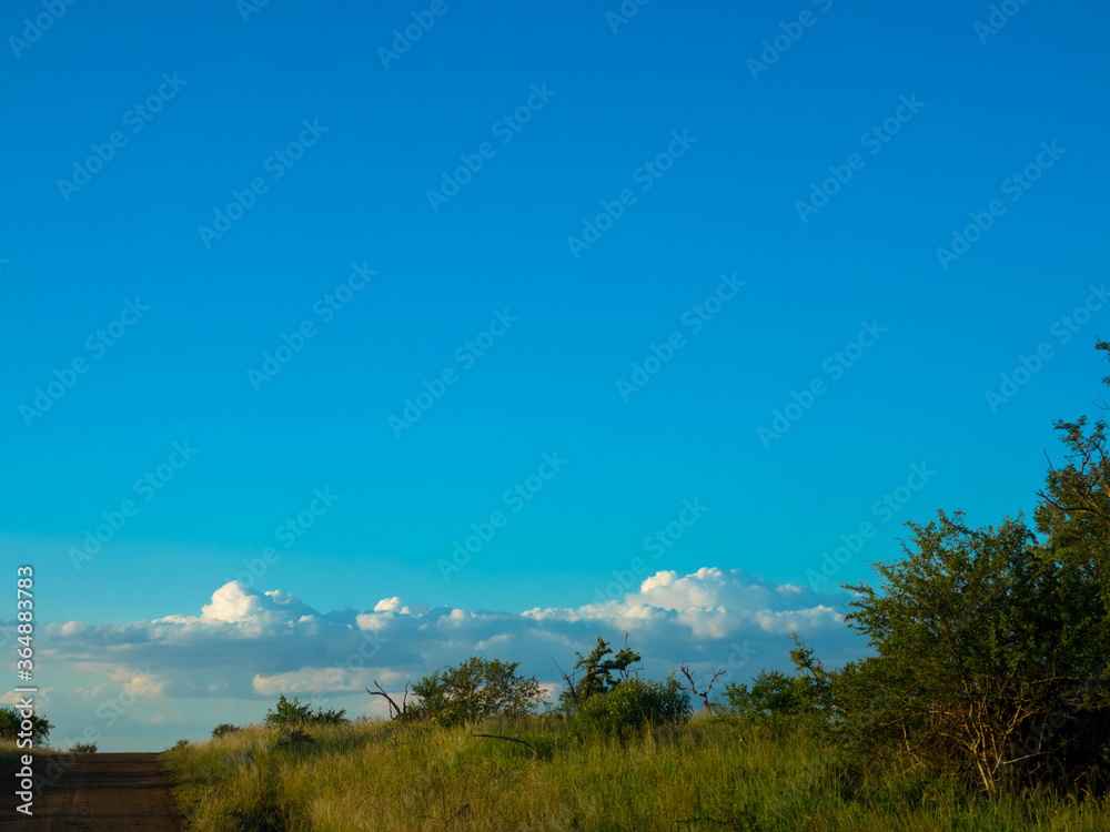 African savannah landscape in Kruger national park, south africa, Place for text
