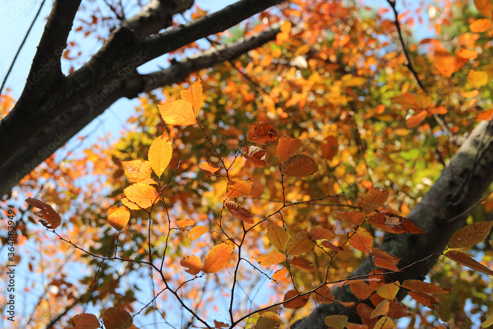 Fototapeta premium Colourful autumn leaves with blue sky, South Korea