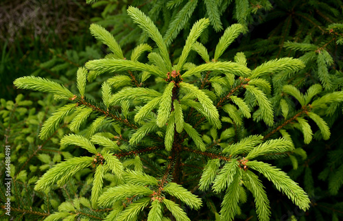 rejuvenation of spruce which is light-loving always takes place on pastures and along paths where seedlings can grow with plenty of light and space photo