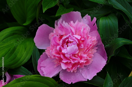 Closeup of pink peony flower in the garden