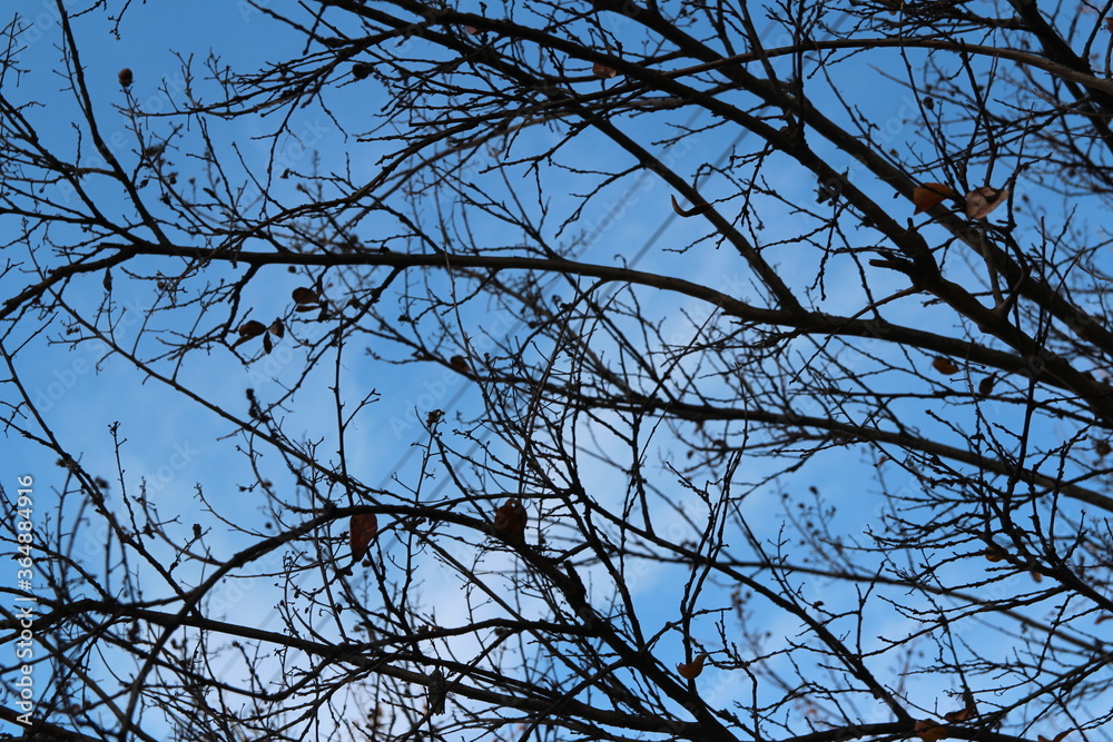 Colourful autumn leaves and artistic tree branches with blue sky, South Korea Colourful autumn leaves and artistic tree branches with blue sky, South Korea