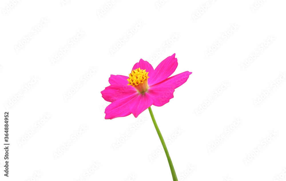 Pink cosmos flower isolated on white background.