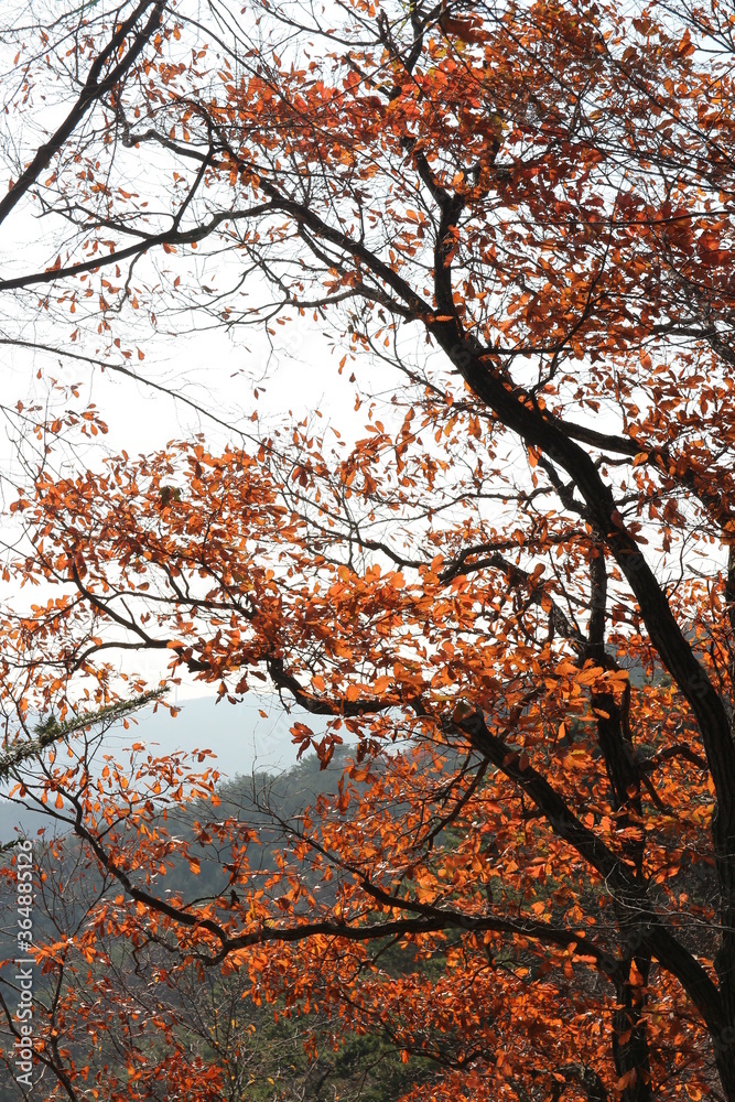 Autumn view of colourful leaves and trees in forest, South Korea Autumn view of colourful leaves and trees in forest, South Korea