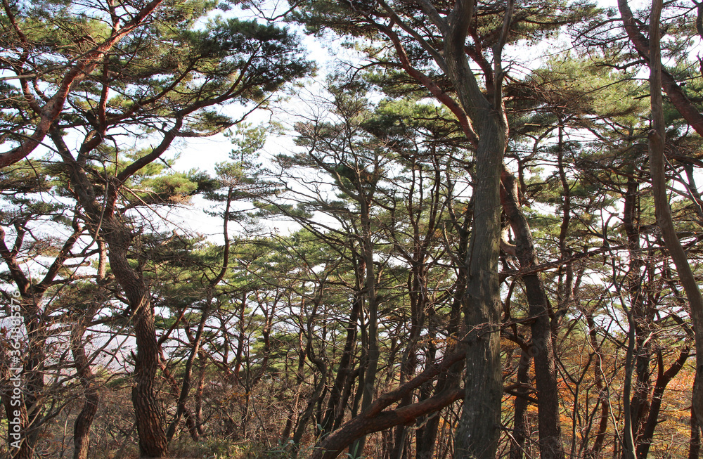 Autumn view of colourful leaves and trees in forest, South Korea Autumn view of colourful leaves and trees in forest, South Korea