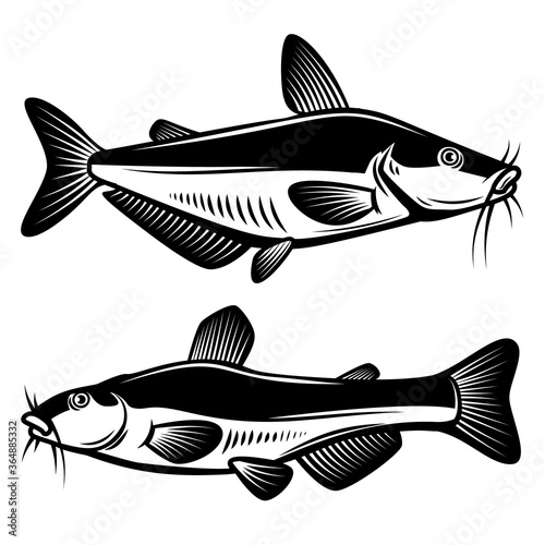 Set of illustration of catfish in engraving style. Design element for logo, label, sign, poster, t shirt. Vector illustration