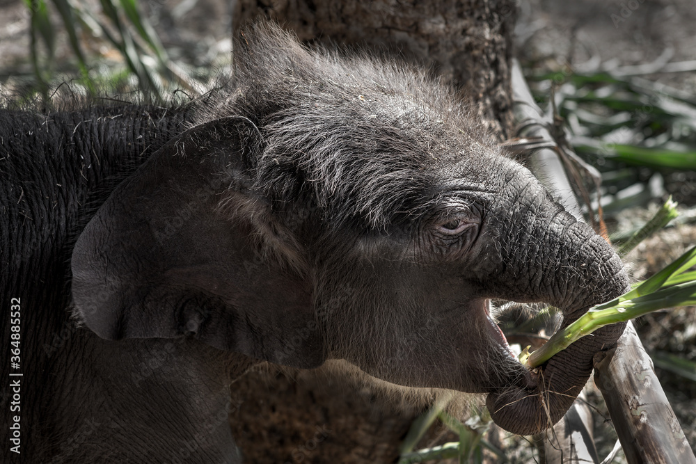Baby elephants are playing near the mother.