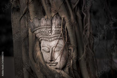 Head of Buddha in the tree root