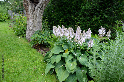 Hosta tardiana halcyon garden flower with giant leaves with gray green color just blooming white flowers. photo