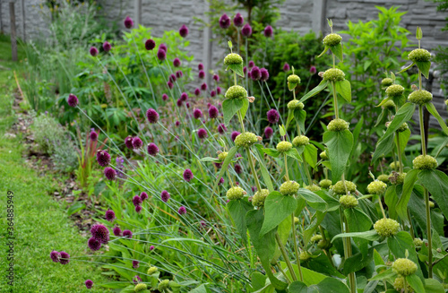 it is ornamental, with an upright habit, grows to a height of about 60 cm and a width of 30 cm. During June to July, the spherical inflorescences form dark purple to red-violet colors photo