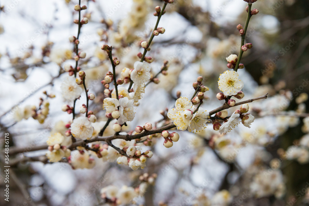 Prunus mume at Kitano Tenmangu Shrine in Kyoto, Japan. The shrine was built during 947AD by the emperor of the time in honor of Sugawara no Michizane. Prunus mume at Kitano Tenmangu Shrine in Kyoto, Japan. The shrine was built during 947AD by the emperor of the time in honor of Sugawara no Michizane.