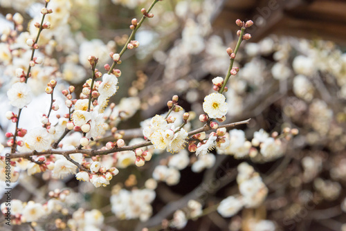 Prunus mume at Kitano Tenmangu Shrine in Kyoto, Japan. The shrine was built during 947AD by the emperor of the time in honor of Sugawara no Michizane. photo