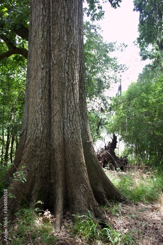 Brazos Bend State Park