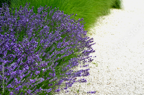 blue lavender flowering path in the park with white marble gravel in the background of ornamental grass photo