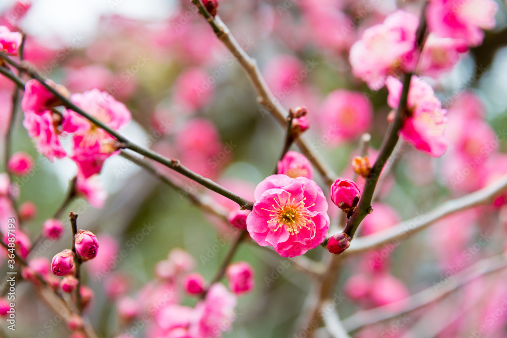 Obraz premium Prunus mume at Kitano Tenmangu Shrine in Kyoto, Japan. The shrine was built during 947AD by the emperor of the time in honor of Sugawara no Michizane.