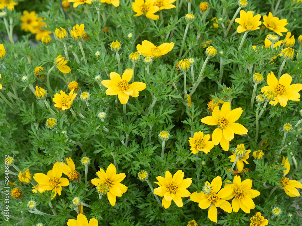 Bidens Ferulifolia 'Goldilocks Rocks’ or Apache Beggarticks, a flowering plant in the Aster family. Bright golden-yellow color and daisy-shaped flowers in field. Bidens Ferulifolia 'Goldilocks Rocks’ or Apache Beggarticks, a flowering plant in the Aster family. Bright golden-yellow color and daisy-shaped flowers in field.
