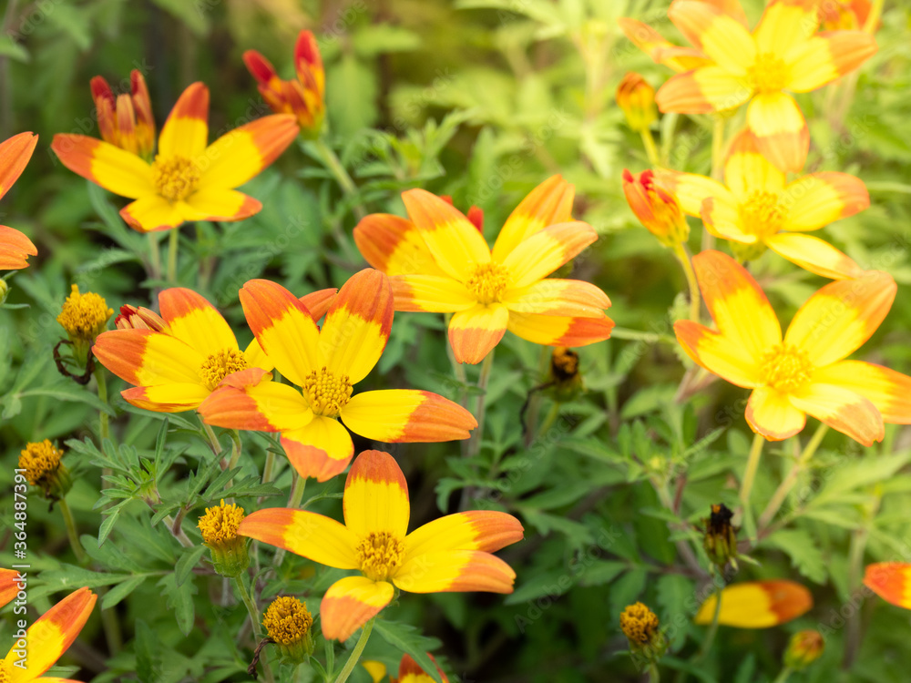 Bidens triplinervia, lovely bi-color flower - yellow and orange tips. Other names inclide Hawaiian Flare and Giant Yellow Red Tip. Bidens triplinervia, lovely bi-color flower - yellow and orange tips. Other names inclide Hawaiian Flare and Giant Yellow Red Tip.