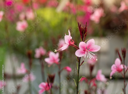 Beeblossom flowers or Gaura lindheimeri 'Siskiyou Pink' in garden. photo