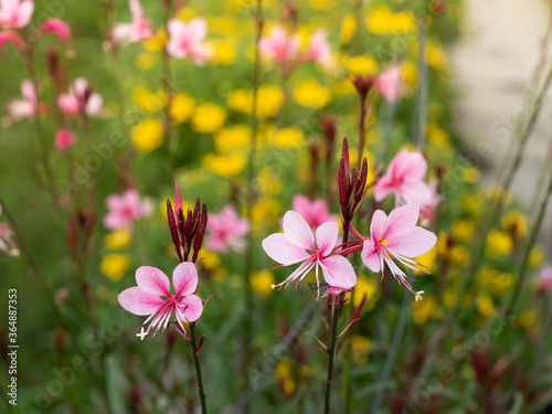Beeblossom flowers or Gaura Lindheimeri 'Siskiyou Pink' in garden. photo