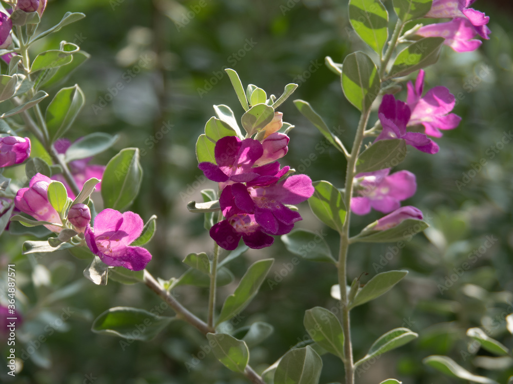 Vivid purple color of Leucophyllum frutescens or Texas Barometer Bush