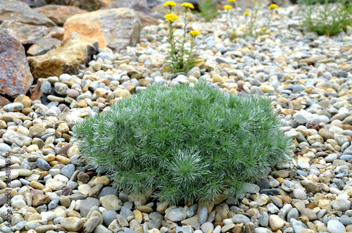 wormwood which is also medicinal but has weaker effects. Sagebrush blooms with tiny yellow flowers in rich laths during July and August. Wormwood thrives in nature on sunny rocky slopes and borders photo