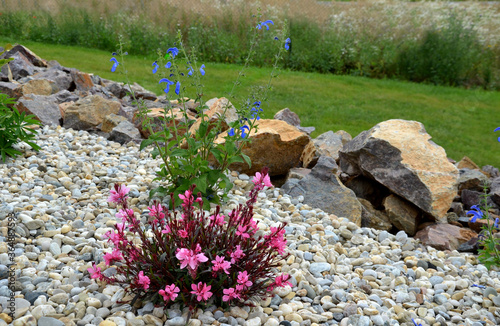 perennial with an airy habit, small green leaves and delicate flowers. Gaura lindheimeri Gambit Pink is compactly growing, growing to about 40 cm in height. It boasts large, pink flowers in a pebbles  photo