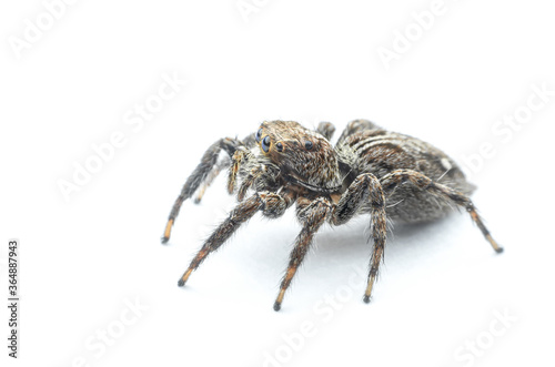 jumping spider closeup on white background