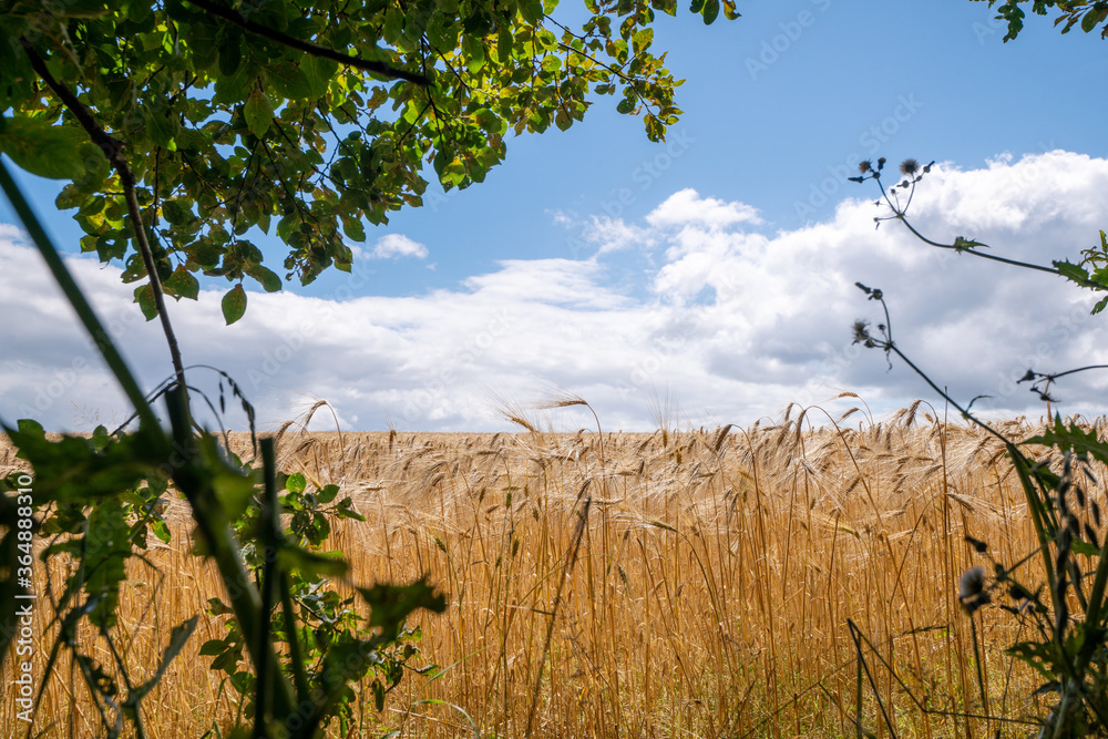 Golden wheat grain on a field in the summer Golden wheat grain on a field in the summer