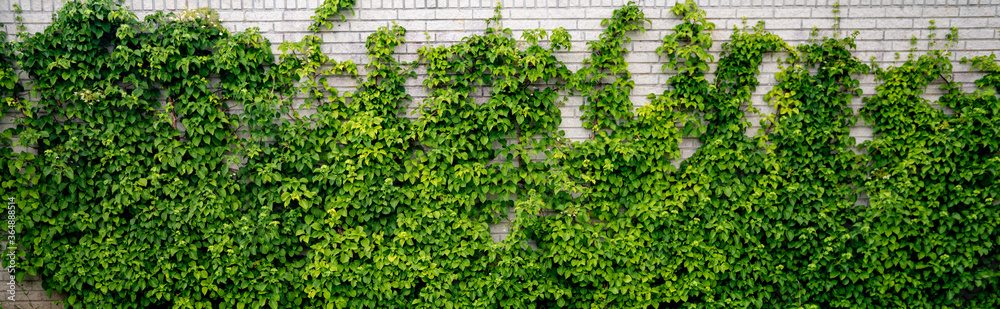 Green ivy climbing a white brick wall