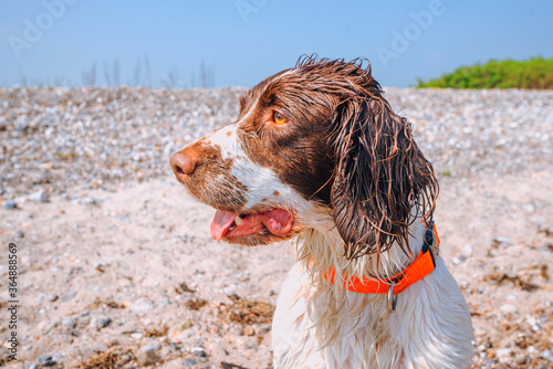 Dog with wet fur and an orange collar