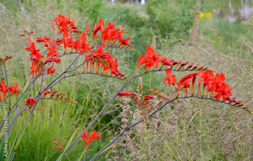 From mid-July for at least a month, tubular-bell-shaped, wide-open flowers of fiery red color with golden-orange underflowers bloom. The stems tilt slightly and create a relaxed impression. photo