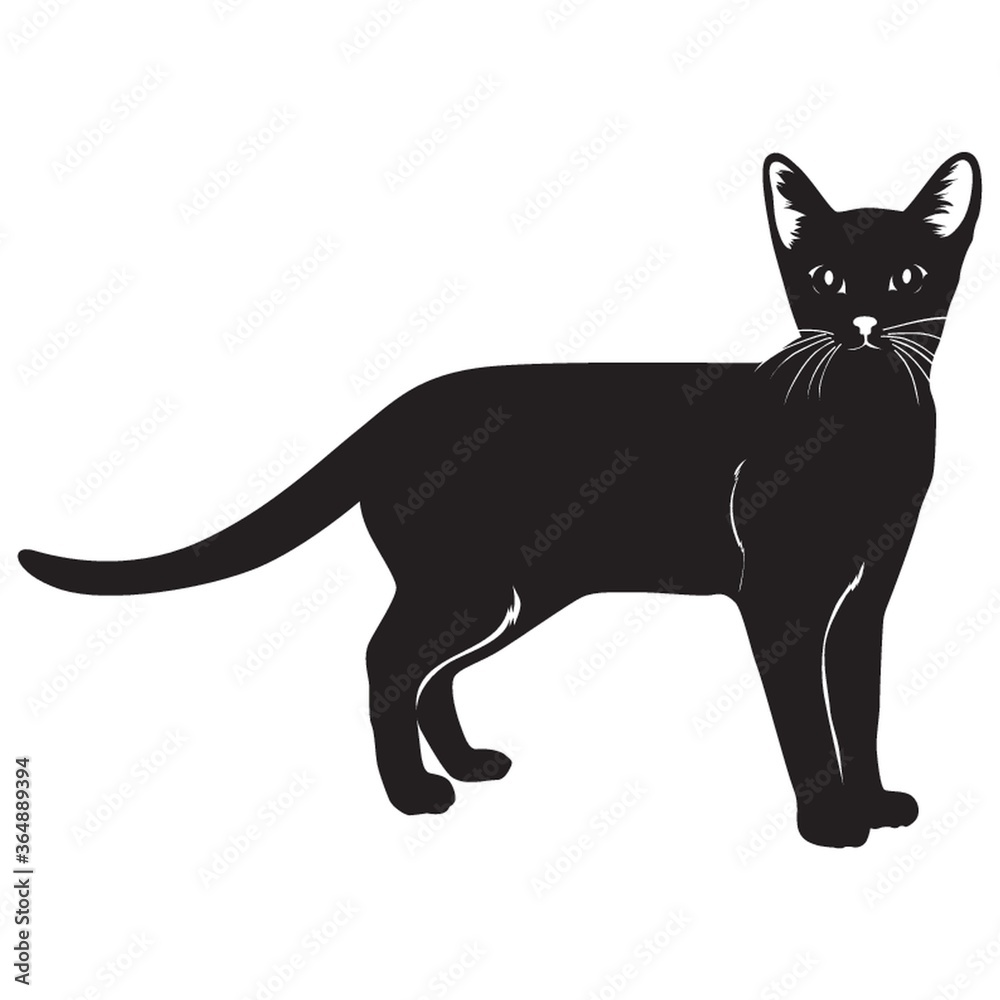 silhouette of cat