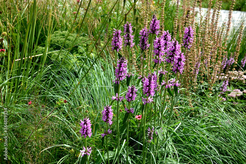 Mallow 40 cm high tufts with fresh green leaves with serrated edge. Upright flower shoots bloom from June to August. The flowers are tubular in shape, purple-red in color, bloom in dense flower bed photo