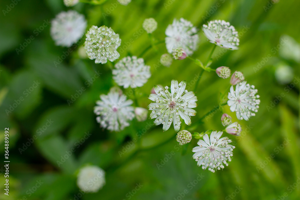 Flowers of a great masterwort, Astrantia major or Grosse Sterndolde Flowers of a great masterwort, Astrantia major or Grosse Sterndolde