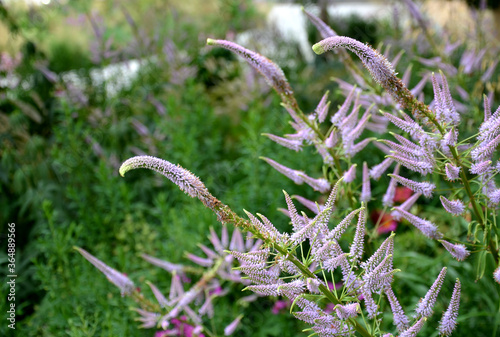 Slika na platnu the inflorescence is composed of small, lilac-pink to light purple flowers, to which long white stamens with dark purple anthers protrude from the calyx