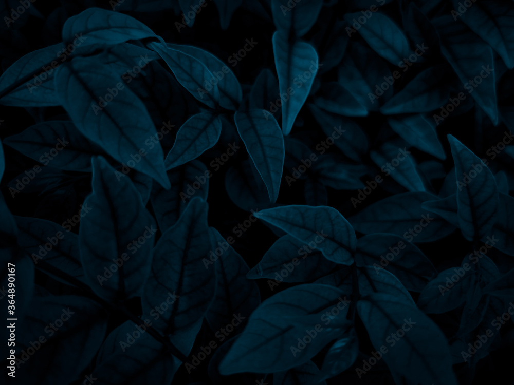 Beautiful abstract color gray and blue flowers on dark background and dark  flower frame and blue leaves texture, blue background, dark blue graphics banner