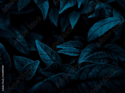 Beautiful abstract color gray and blue flowers on dark background and dark  flower frame and blue leaves texture  blue background  dark blue graphics banner