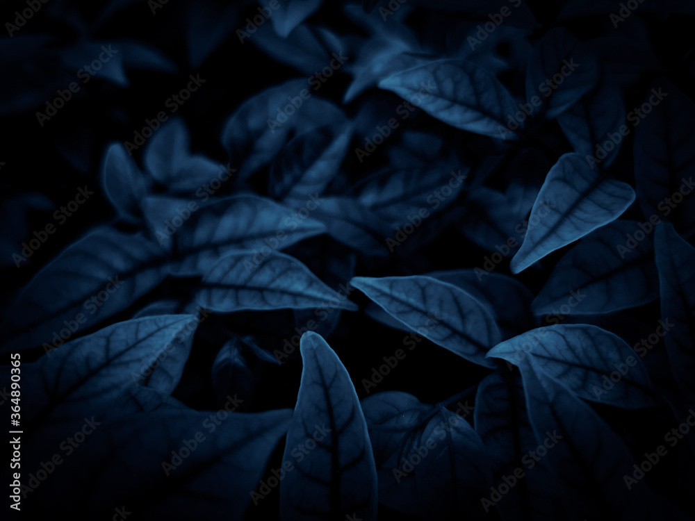 Beautiful abstract color gray and blue flowers on dark background and dark flower frame and blue leaves texture, blue background, dark blue graphics banner Beautiful abstract color gray and blue flowers on dark background and dark flower frame and blue leaves texture, blue background, dark blue graphics banner
