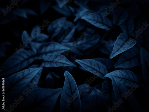 Beautiful abstract color gray and blue flowers on dark background and dark flower frame and blue leaves texture, blue background, dark blue graphics banner
