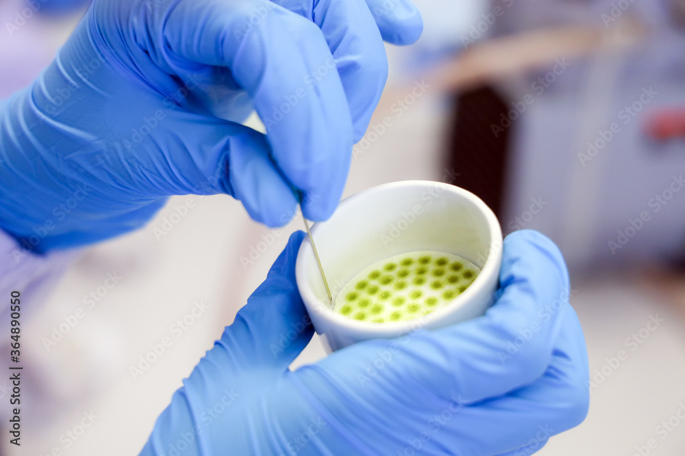 Scientist analysis the total solids experiment by using filter paper ...