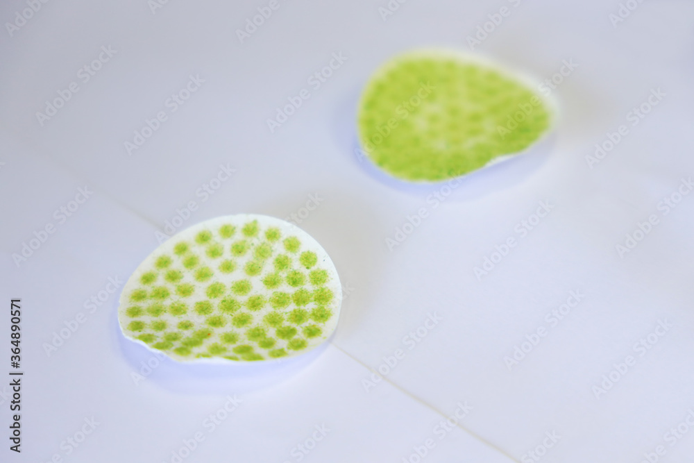 Filter paper and suction method for determination waste water sample ...