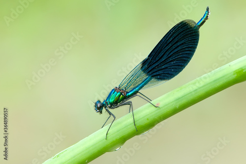 Beautiful damselfly Calopteryx splendens on a blade of grass in the river