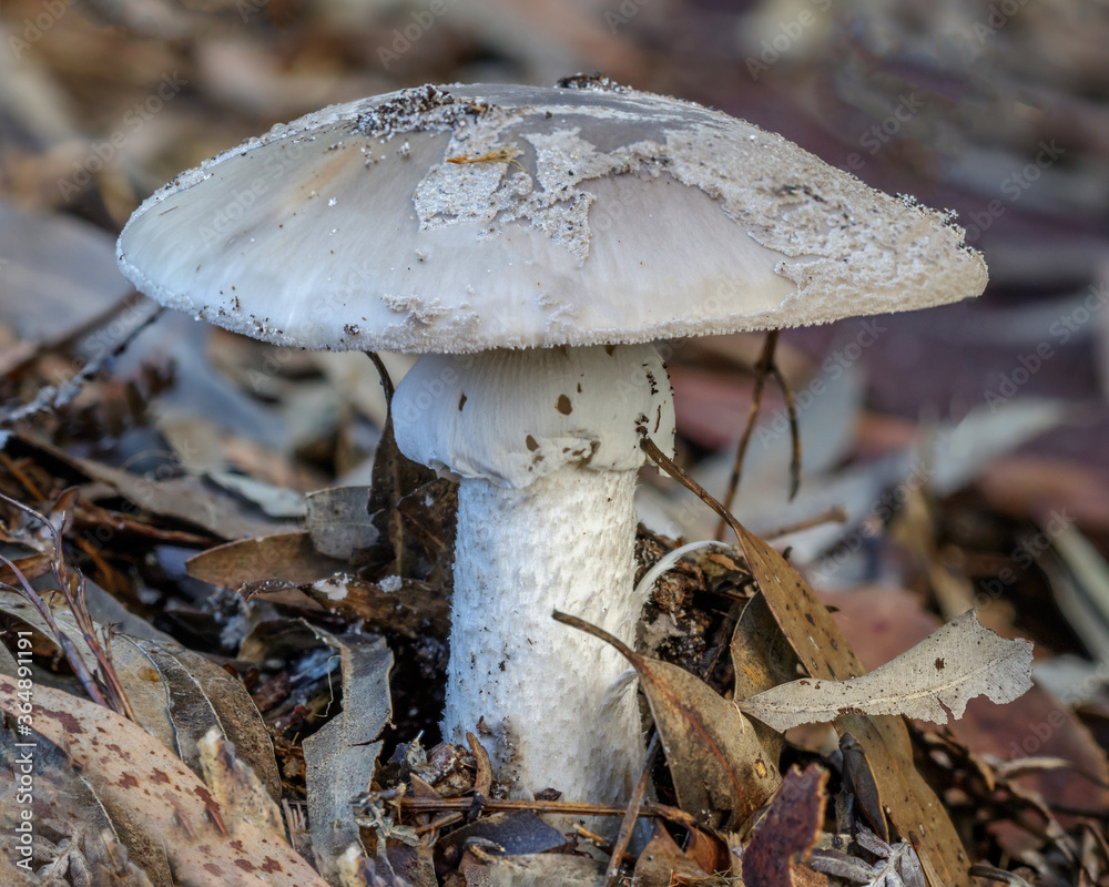 Fototapeta premium Amanita umbrinella fungus - approx 90mm dia - NSW, Australia
