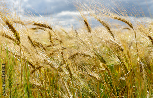 Bearded Barley nearly reaching the point of Harvest I in a field near Thirsk, North Yorkshire,UK