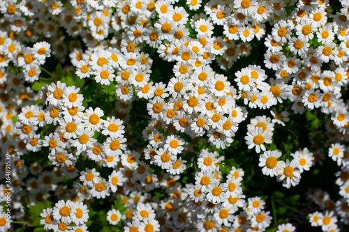 Scentless false mayweed also called wild chamomile, Baldr's brow, Tripleurospermum inodorum, Geruchlose Kamille or Falsche Strandkamille photo