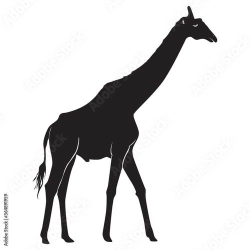 Photography silhouette of giraffe