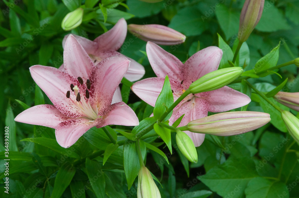 Fototapeta premium Pink lily flowers in a garden