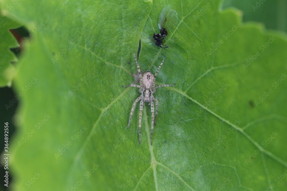 Unbekannte Spinne in Deutschland Unbekannte Spinne in Deutschland